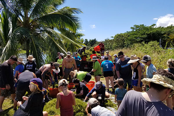 image of raynor employees helping at loko ea fish pond in 20223