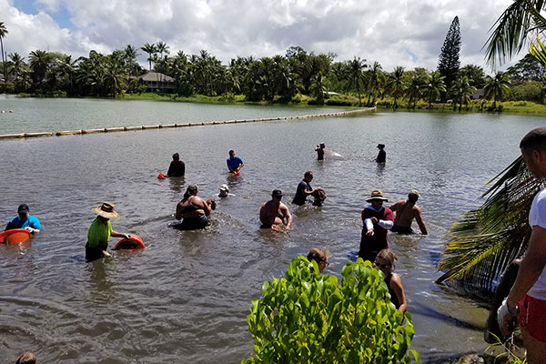 image of raynor employees helping at loko ea fish pond in 20223